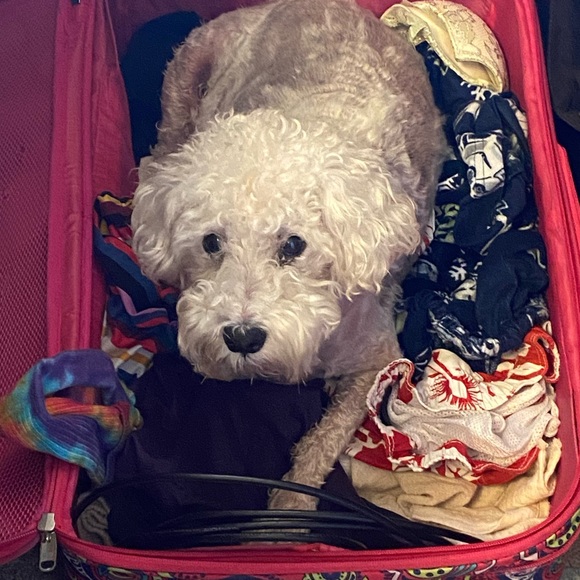 Meet your Posher, Cassie - Picture 10 of 16